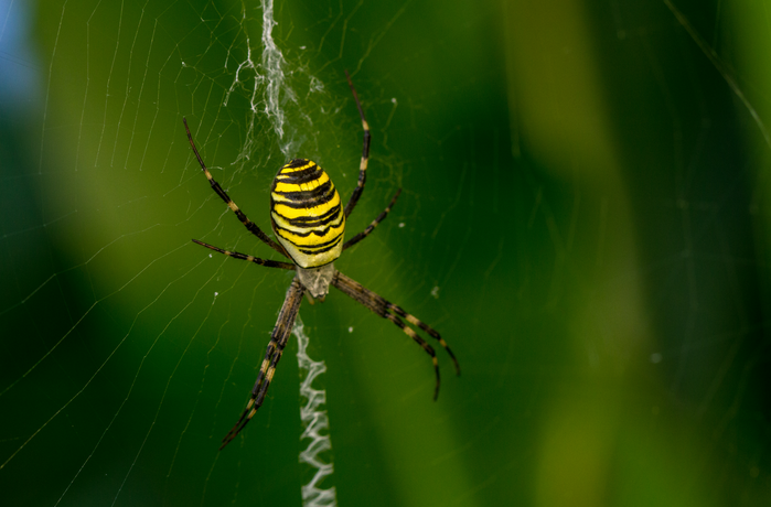 Poisonous Spider Bites Itjem